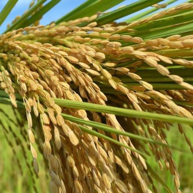 khoirunnisanurwahyuni