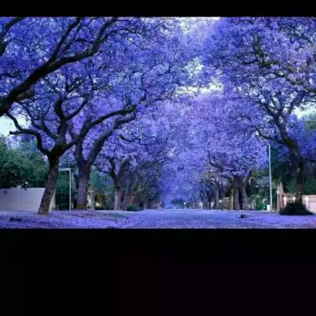 Tanaman bunga sakura ungu atau tabebuya ungu sakura indonesia Tanaman hidup-bunga hidup murah