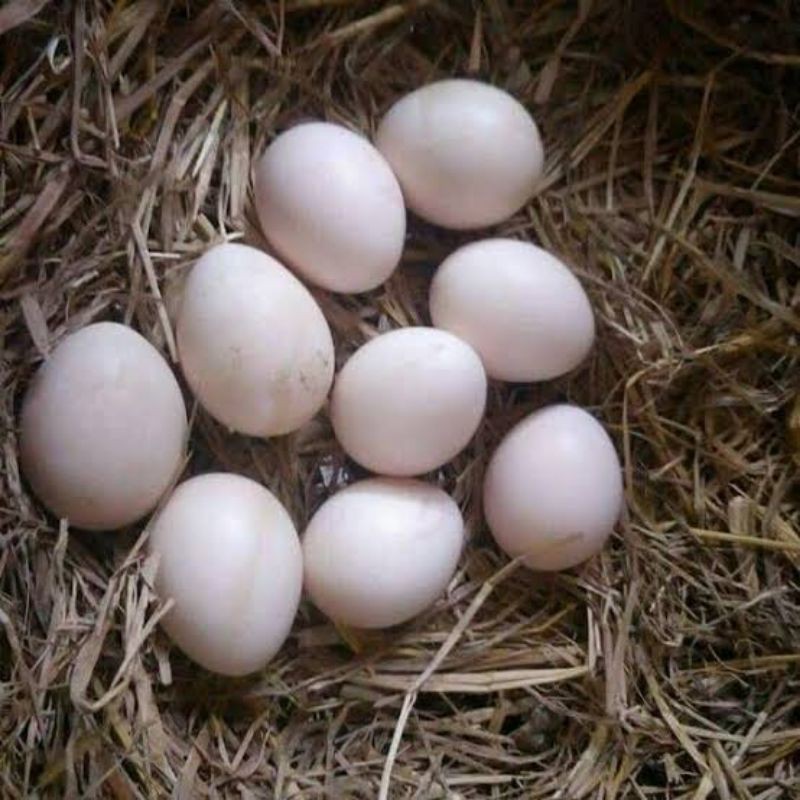 Telur Ayam Bangkok Fertil - Telur Bangkok