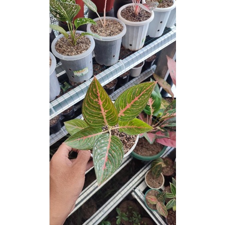 Aglonema Green Legacy