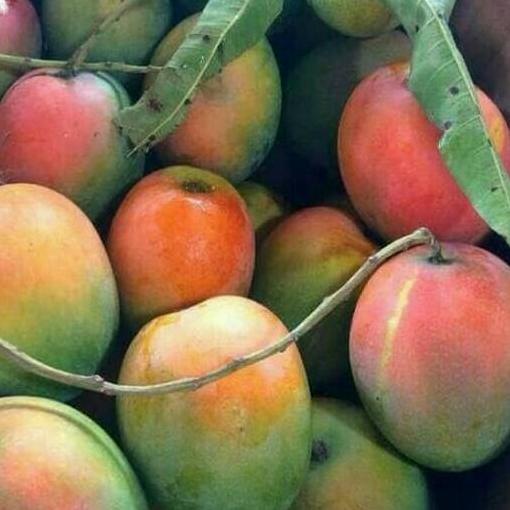 ⅎ Bibit Mangga Gedong Gincu Buah Mangga Gedong Gincu ♠