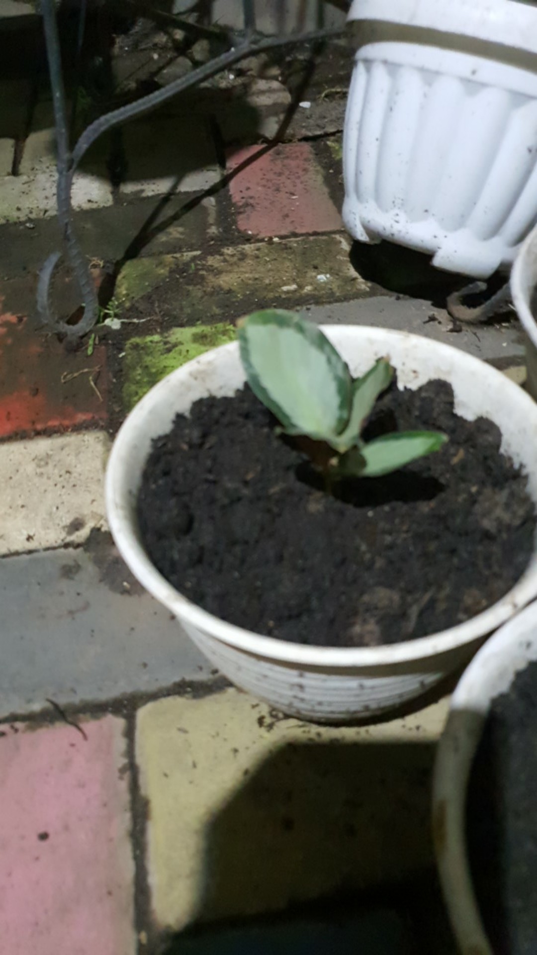 Paket Calatea-meranti-meranta