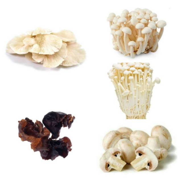 

Jamur Tiram, Jamur Champignon, Jamur Kuping, Jamur Enoki, Jamur Shimeji