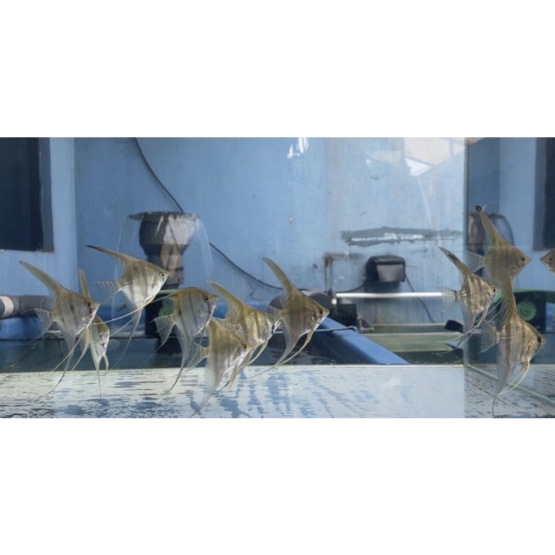 Ikan Manfish Manacapuru Red Back PURE Angel Fish