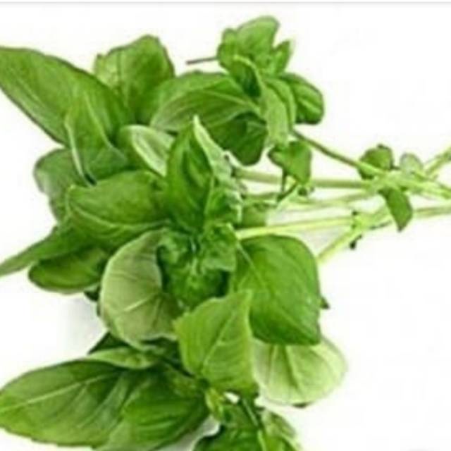

Daun Kemangi