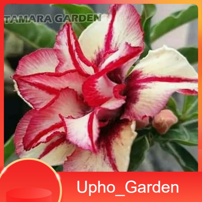 

Bibit Bunga Kamboja Adenium Kirey - Upho_Garden
