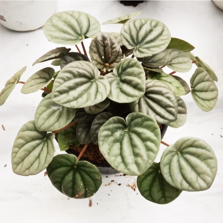 peperomia silver