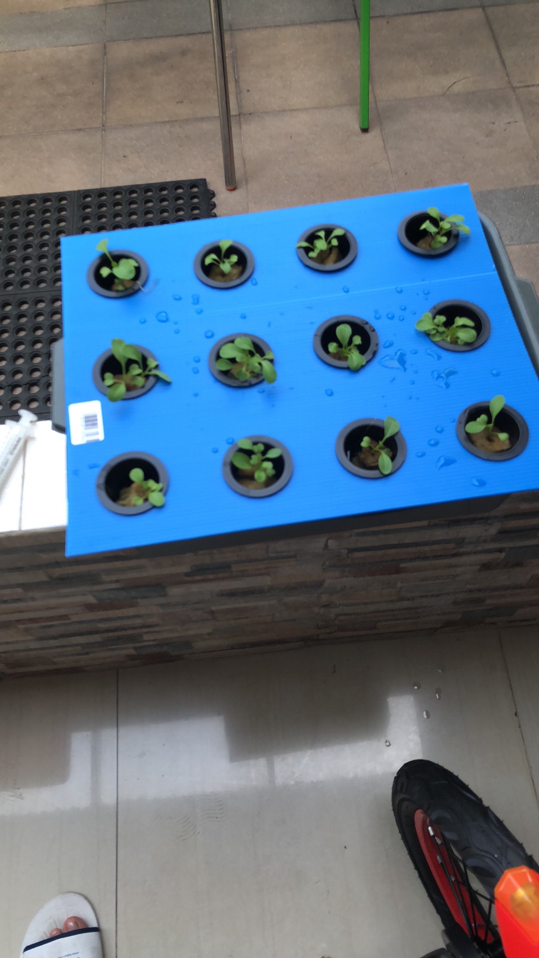 Bak & Impraboard 12 Lubang Hidroponik Wick System