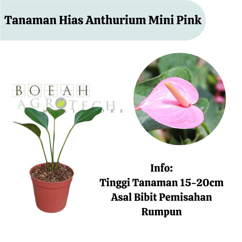 Bibit Tanaman Hias Anthurium Mini Pink Tanaman Hias Anthurium Pink Tanaman Anthurium Jakarta