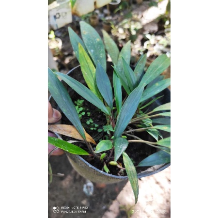 TANAMAN HIAS HOMALOMENA SP 8 SUMATERA