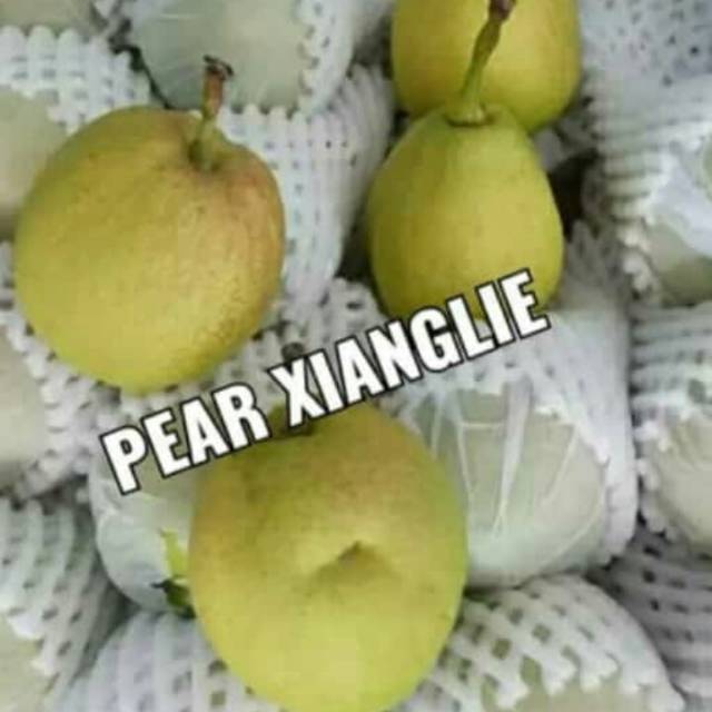 

Pear Xianglie