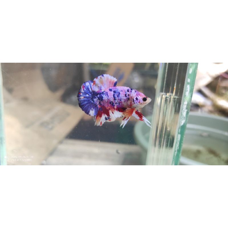 IKAN CUPANG MALE/FEMALE/BETINA/KOI/NEMO/MULTY/GALAXY