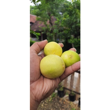 

jeruk nipis peras segar fresh petik.