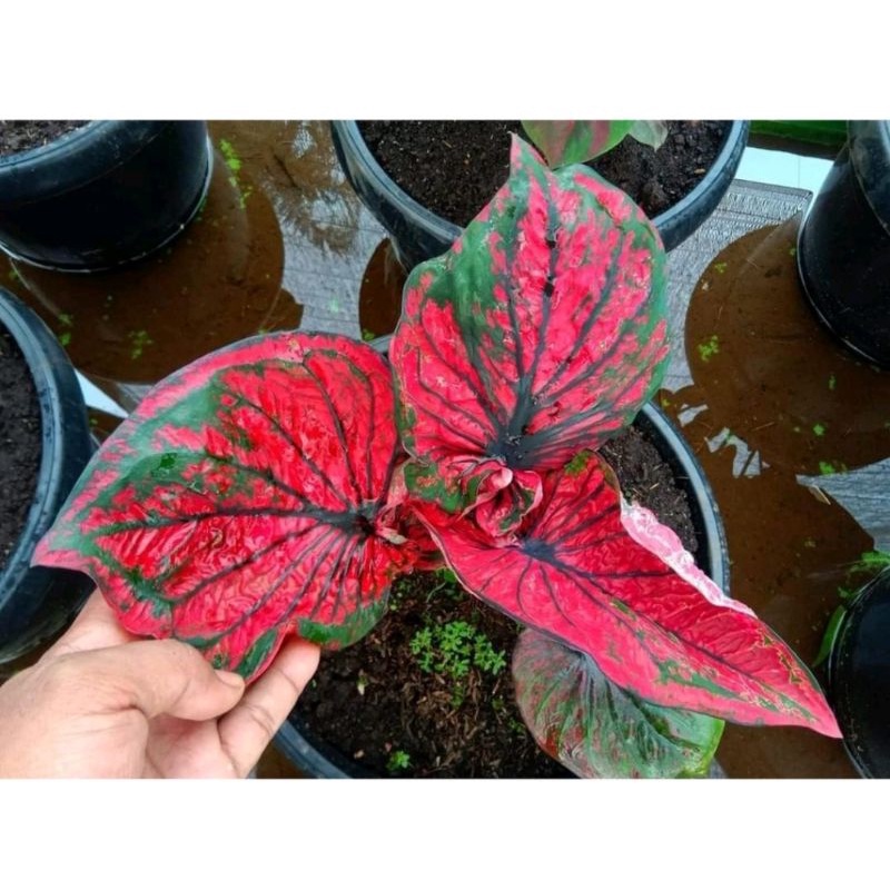 Umbi Caladium Bondan - keladi hias hybrid import thailand