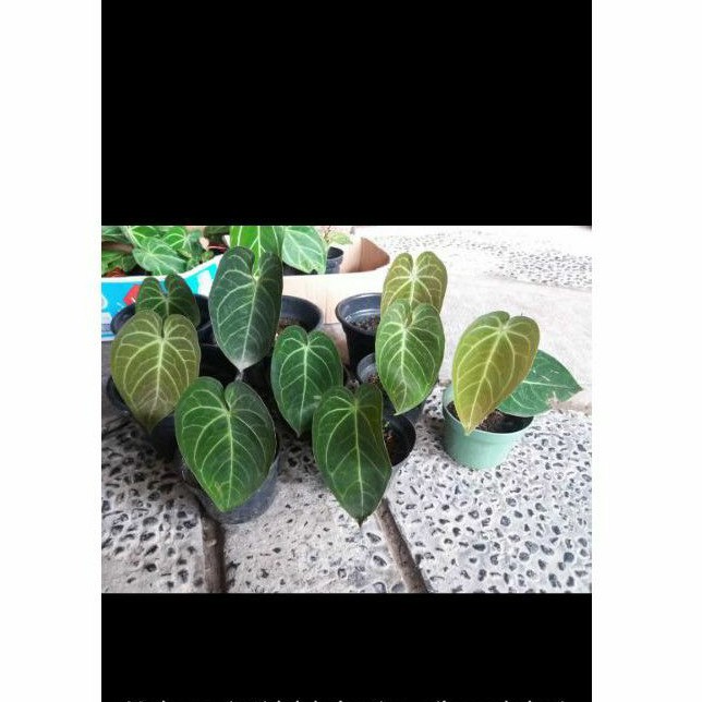 Anthurium Magnificum Verde