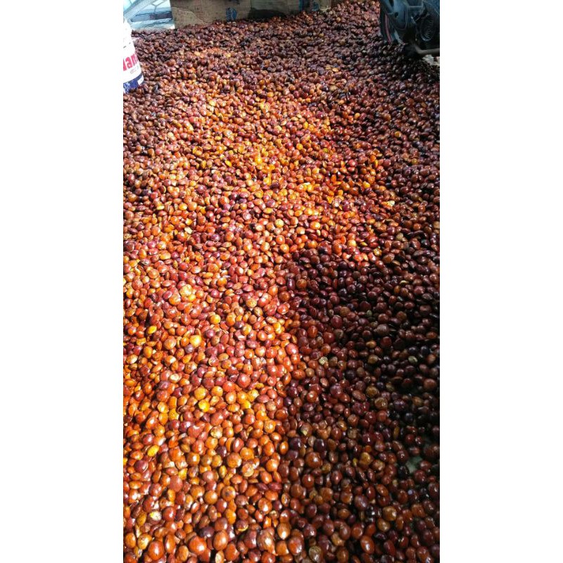 

jengkol tua super 1 kg