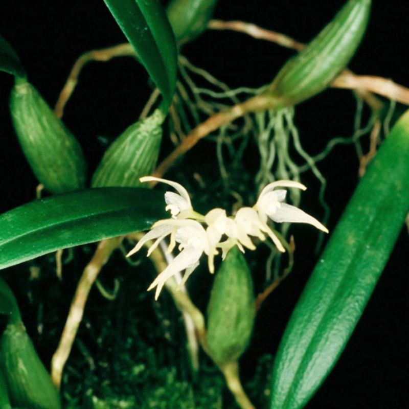 Tanaman Hias Anggrek Bulbophyllum sulcatum Anggrek Hutan Sumatera