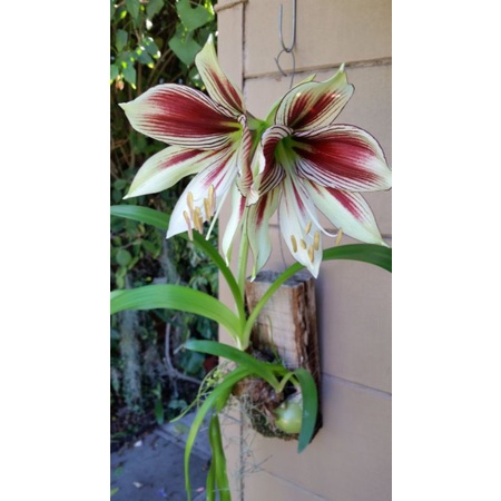 Jual Bibit Bakung Amarilis hippeastrum papilio - tanaman Hidup - Tanaman  Terlaris - Tanaman Murah - bunga cantik | Shopee Indonesia