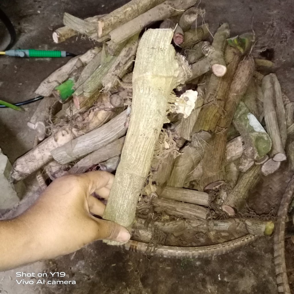 Bonggol Monstera Ekor Naga Jumbo Murah