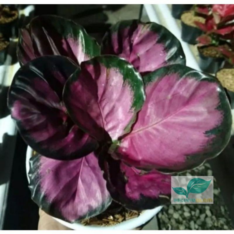 BIBIT TANAMAN HIAS CALATHEA CRIMSON IMPORT THAILAND/BUNGA