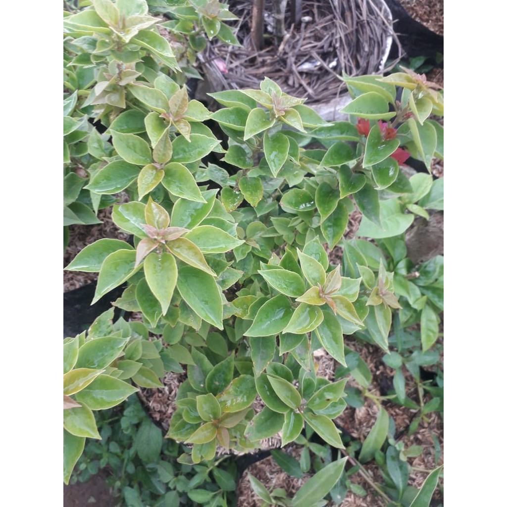 bougenville singapore - SGP variegata