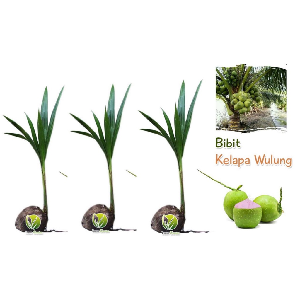 3 bibit kelapa wulung + 2 bibit sirsak madu