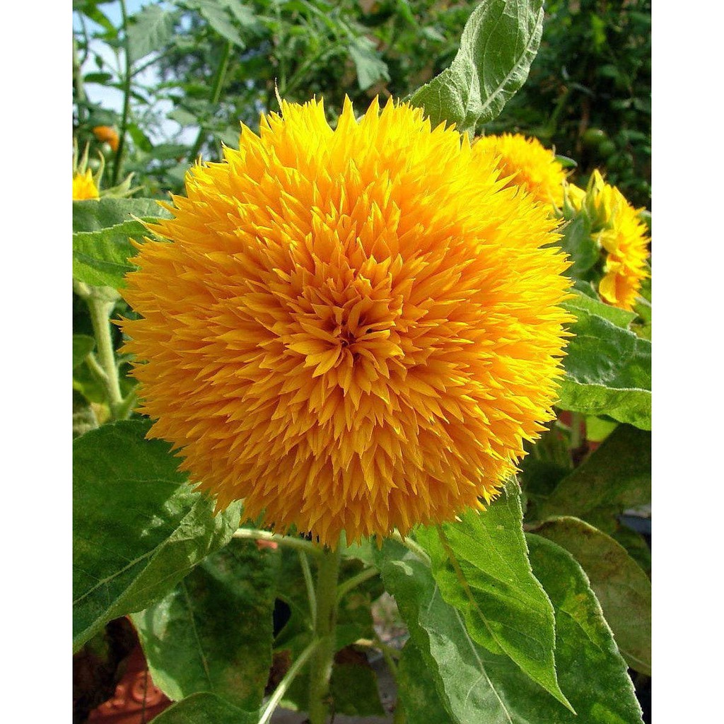 Benih Bibit Biji - Bunga Sunflower Teddy Bear Bunga Matahari Kelopak Gembul Flower Seeds - IMPORT