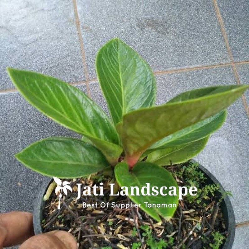 Tanaman Hias Antorium Jemani Mangkok- Anthurium Jemani Mangkuk