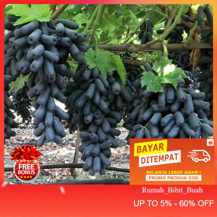Bibit Anggur Impor Moondrop / Sweet Saphire