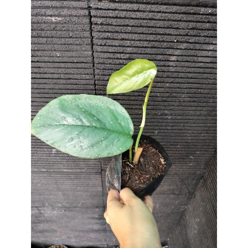 Epipremnum Cebu Blue F1