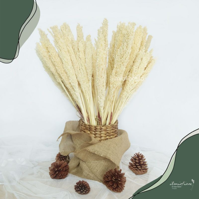 Bunga Cantel Kering / Sorgum Dried Flower Grosir