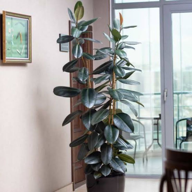 pohon karet kebo hijau rubber plant ficus elastica Tinggi 50 cm