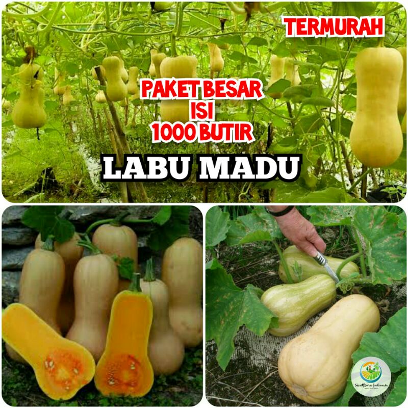 SEEDBARN.ID - PROMO - TERMURAH - PAKET BESAR ISI 1000 BUTIR - BENIH BIJI BIBIT LABU MANIS - LABU MAD