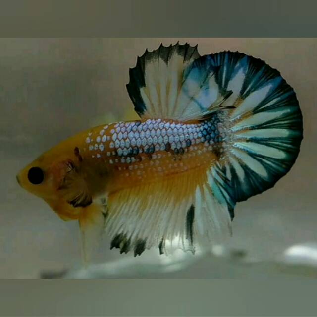 

CUPANG PLAKAT YELLOW FANCY