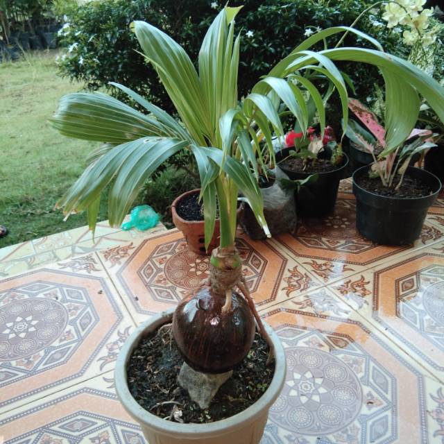 Kelapa kuning bonsai..