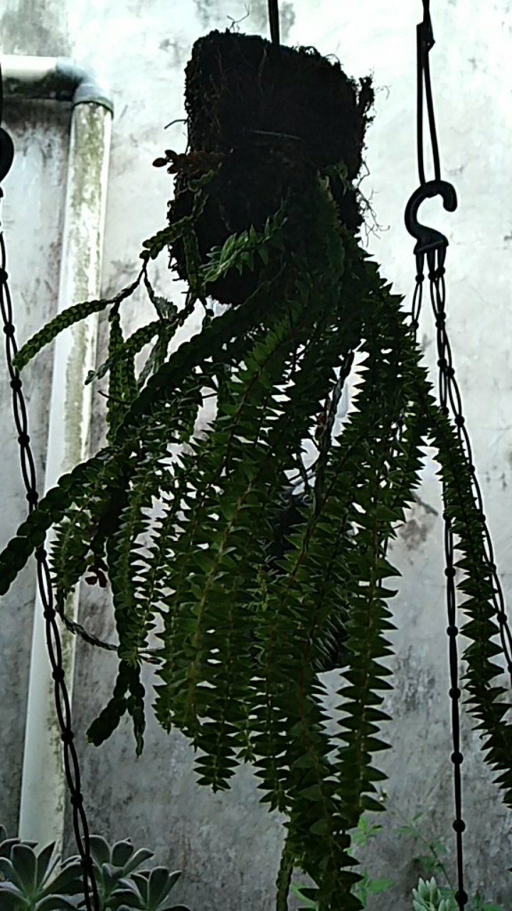 Bibit Tanaman Hias Huperzia Subur Dengan Media Pakis Lempeng