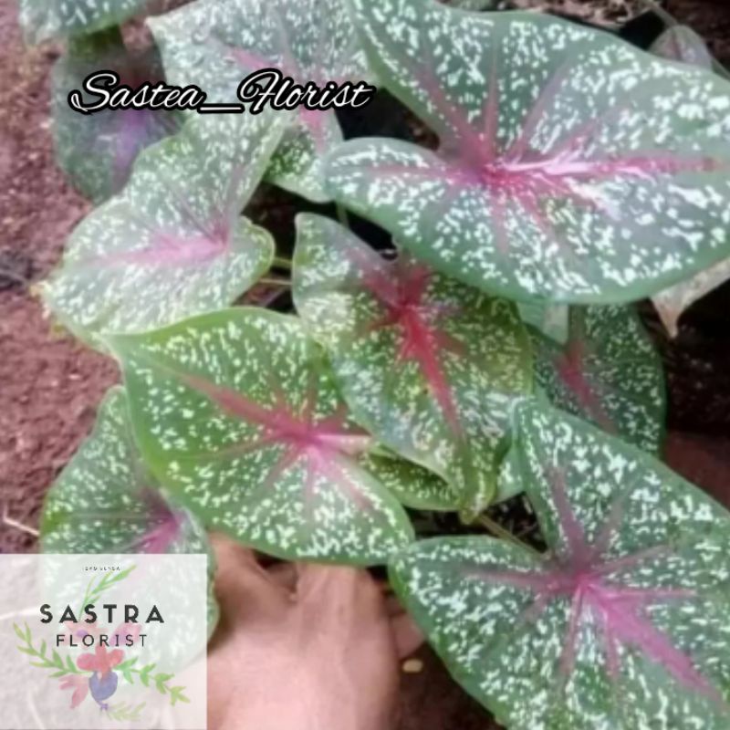 Tanaman Keladi Red Bone