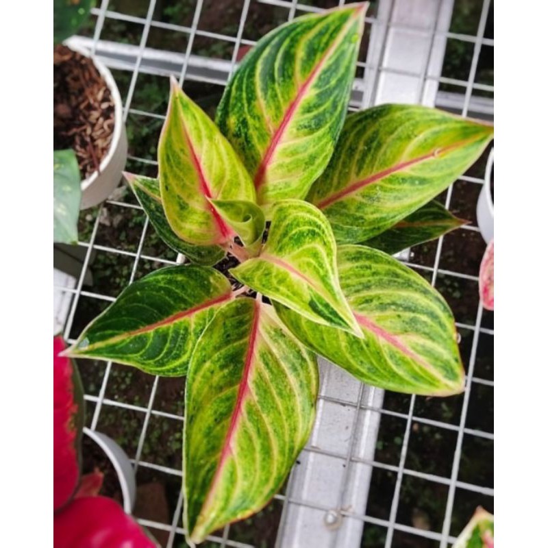 AGLONEMA RED PANAMA , AGLO RED PANAMA , RED PANAMA , AGLAONEMA PANAMA