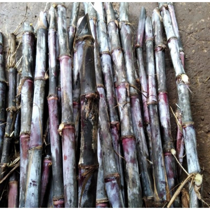 stek batang tebu ireng/cuting batang tebu ireng/bibit tebu ireng