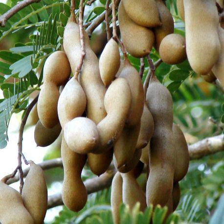 

pohon sweet tamarind