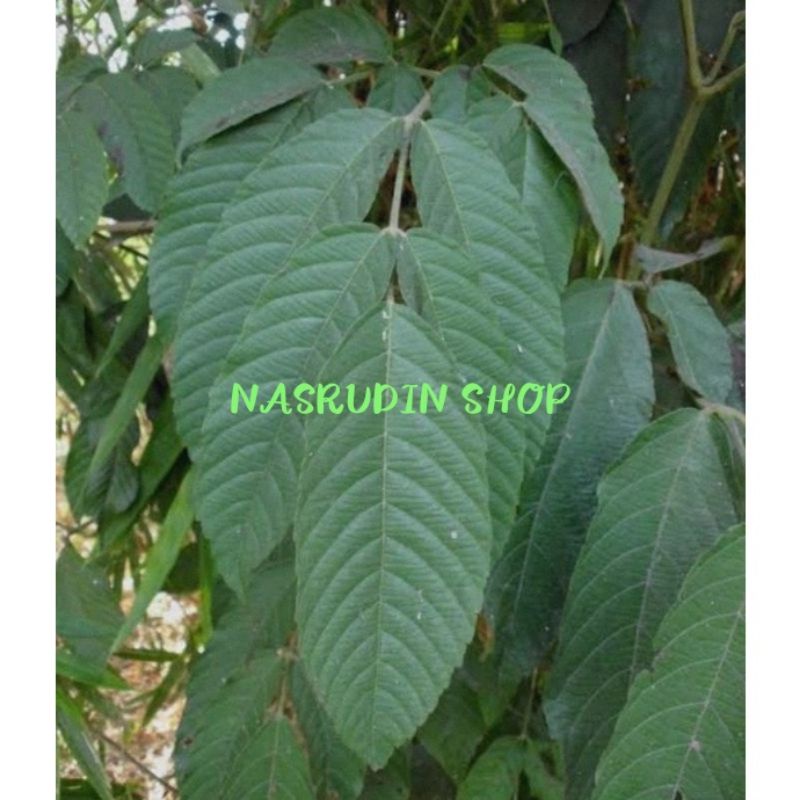 

[Fresh] DAUN GIRANG GIRANG SEGAR DAUN SULANGKAR LANGSUNG PETIK / HERBAL LEEA INDICA