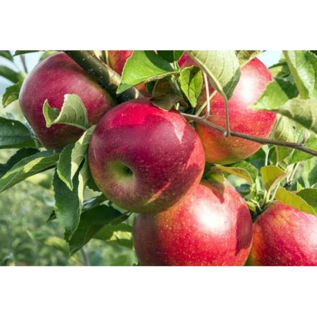 Bibit buah apel
