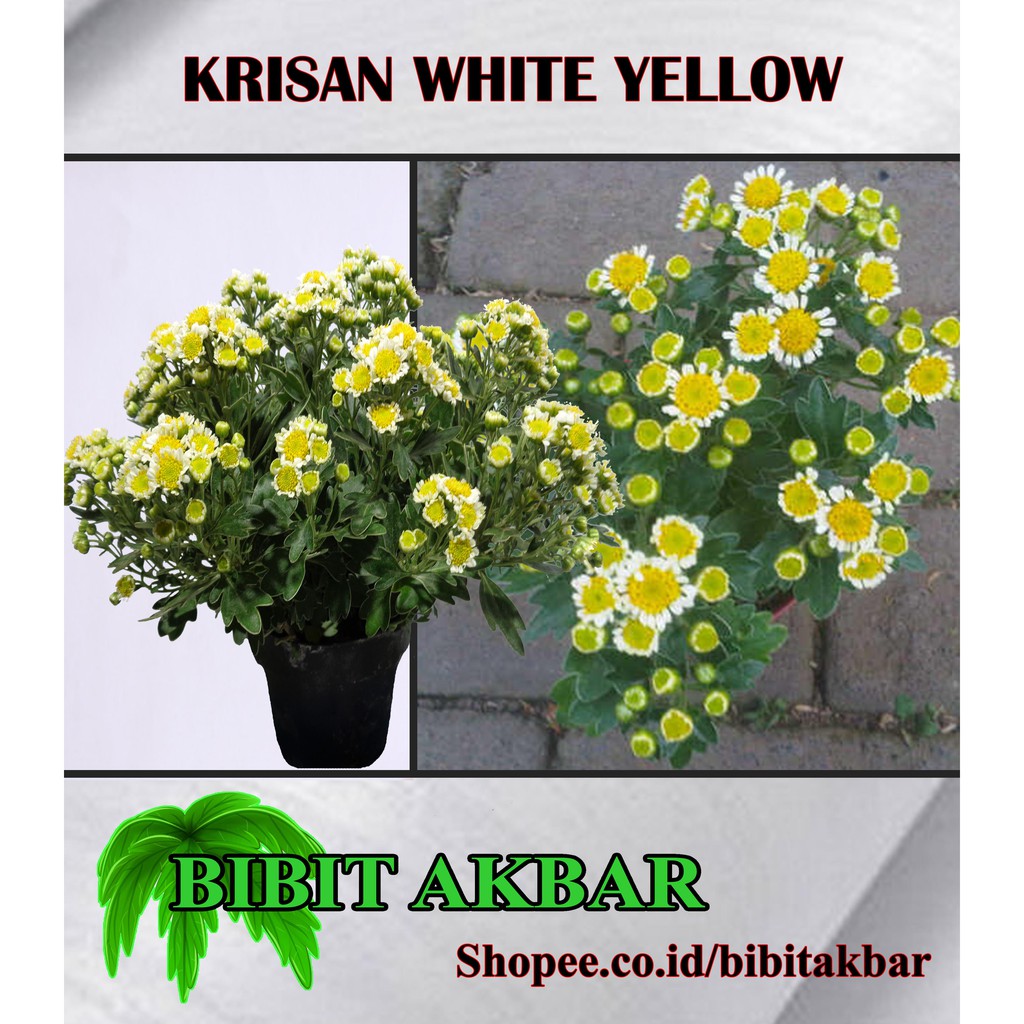 

Tanaman Krisan White Yellow