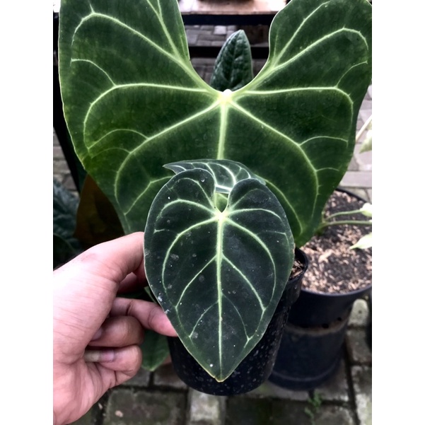 Anthurium Regale Peru Ecuador - anthurim regale ori