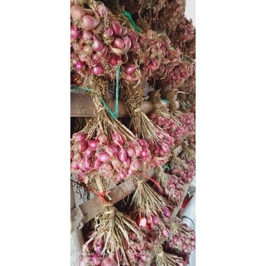 

Bawang Merah Untingan ( Daun/Ombyokan)