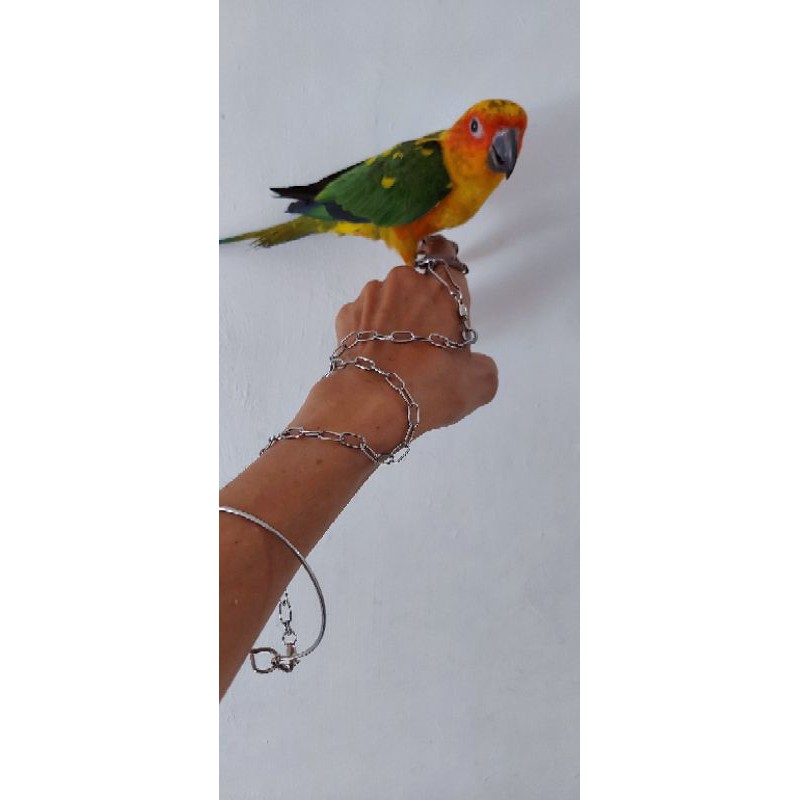 Rantai Burung Sun Conure SC