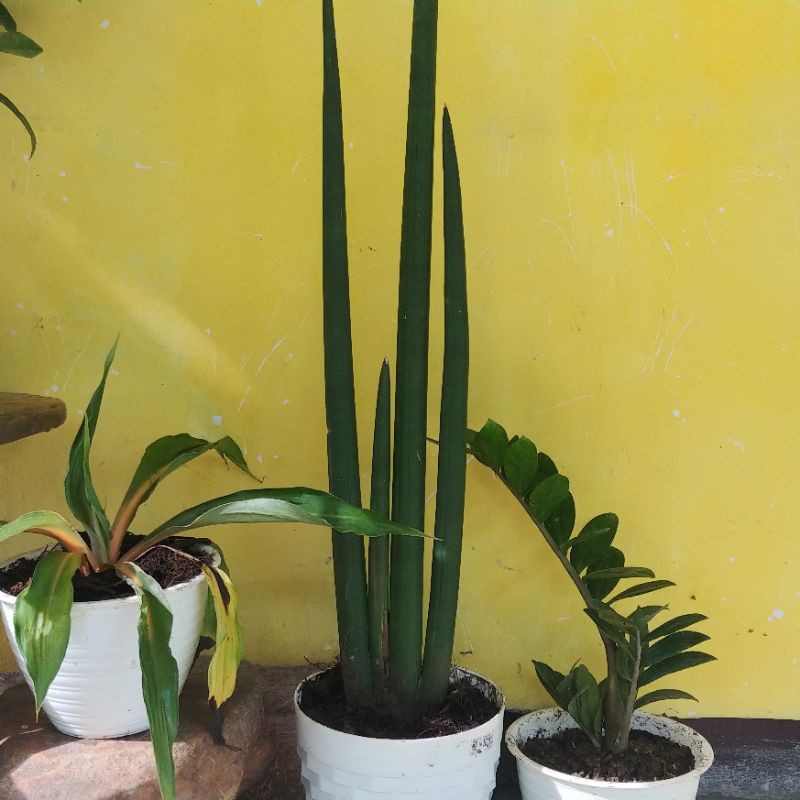 Sansevieria Cylindrica