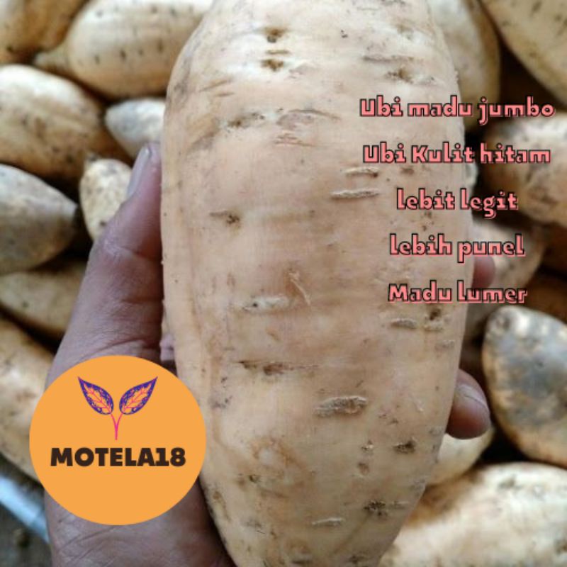 

MOTELA SUPER PREMIUM(UKURAN JUMBO)