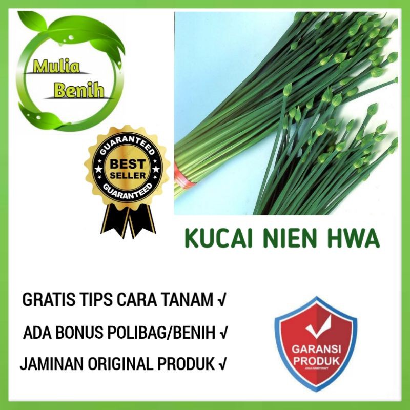 isi 20 Biji - Benih Kucai Import NIEN HWA - Bibit Tanaman Sayur Sayuran Kucai Bawang Daun Bawang
