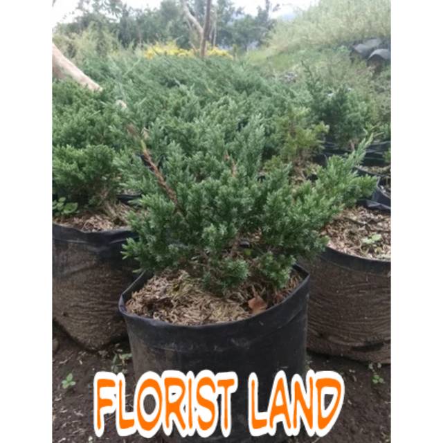 Bahan bonsai cemara buaya